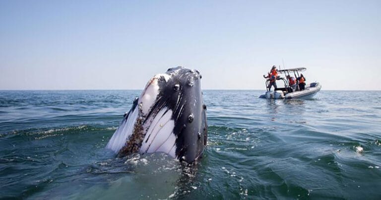 Humpback whale surfacing in front of a vessel with scientists.