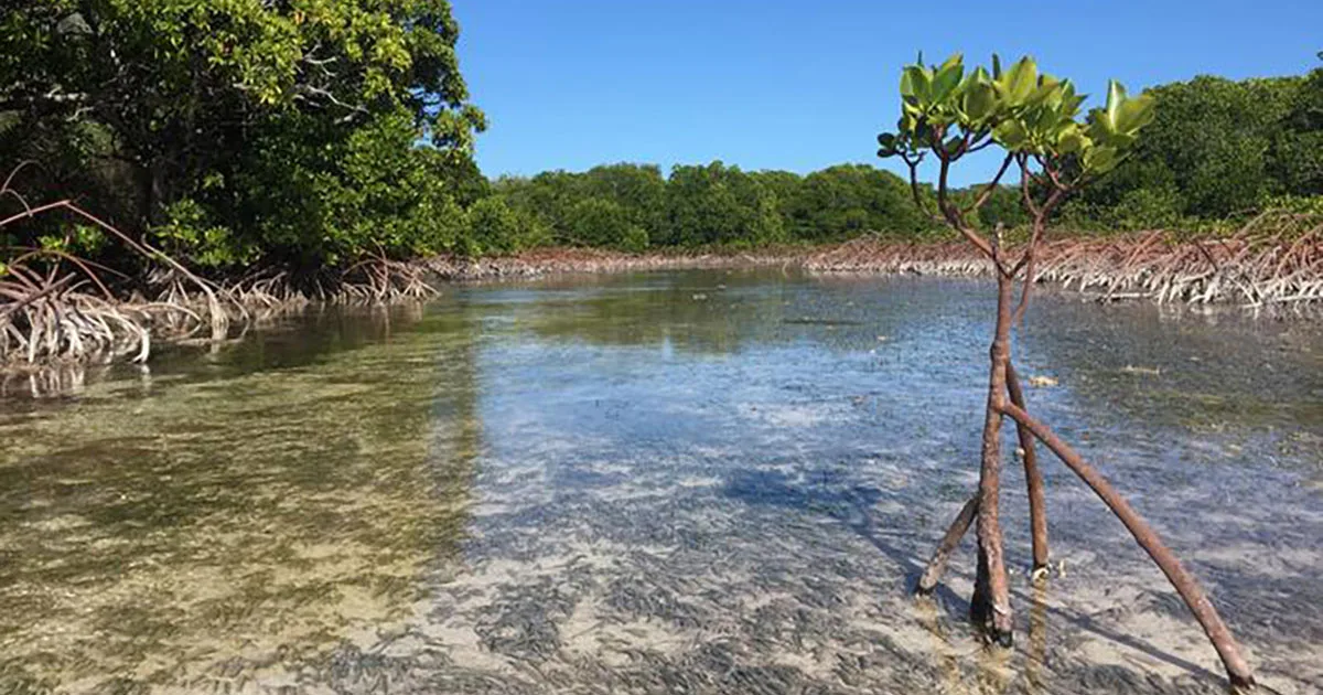 Mangroves are thriving in Ouvéa, a breathtaking crescent-shaped atoll in New Caledonia's Loyalty Islands in the South Pacific. A new study from Tulane University finds that mangrove forests worldwide are no longer in net decline and are now growing overall.
