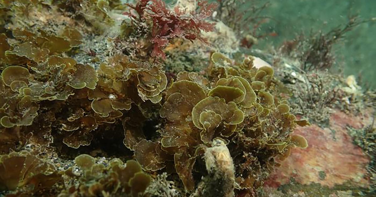 Microzonia velutina—a brown algal species.