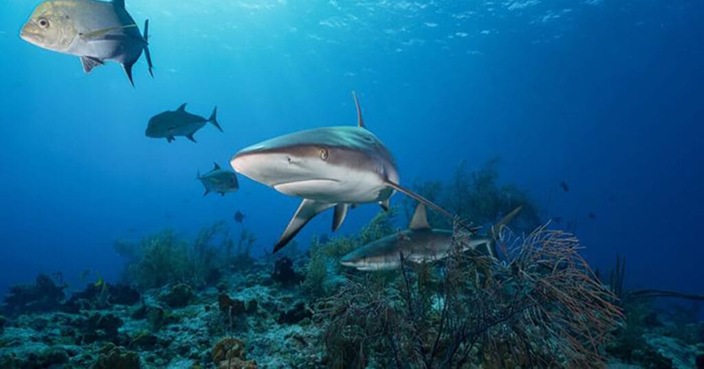 Caribbean reef sharks and fish.
