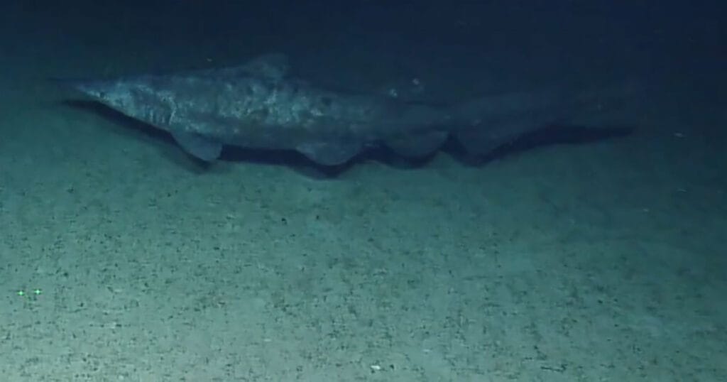 Goblin shark near Jarvis Island (2019).