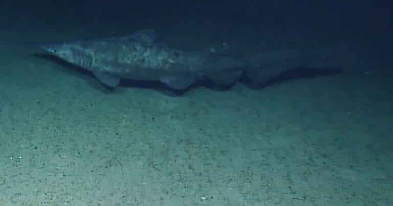 Goblin shark near Jarvis Island (2019).