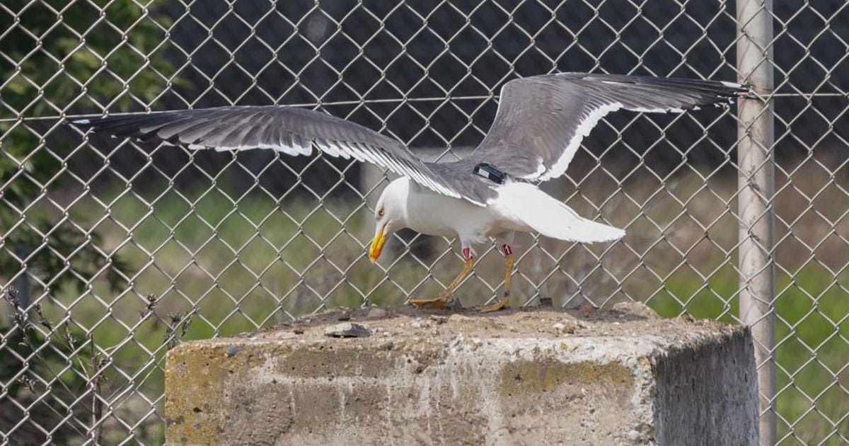 A lesser black-backed gull with a GPS tracker on its back.