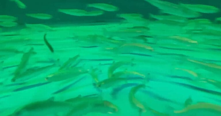 Juvenile chum salmon (Oncorhynchus keta) reared in The Third Water at the Next-Generation Aquaculture Center, Okayama University of Science, swim actively in a 35-ton land-based aquaculture tank. The fish are part of a joint research project with Murakami City, Niigata Prefecture, aimed at establishing the world’s first fully closed-cycle aquaculture system for chum salmon.