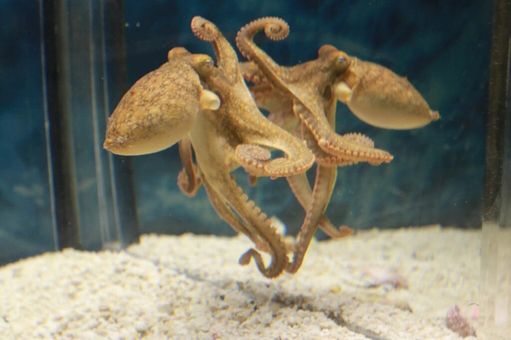 California two-spot octopus in front of a mirror in the Octopus Lab at Dartmouth.