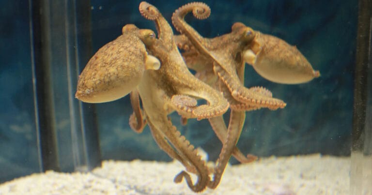 California two-spot octopus in front of a mirror in the Octopus Lab at Dartmouth.