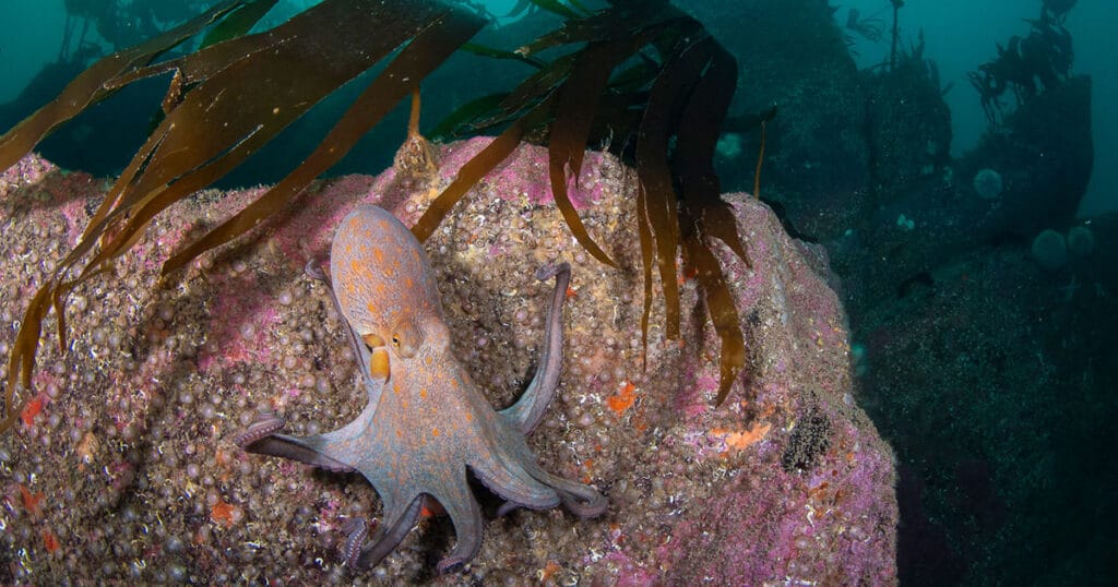 Divers and snorkelers recorded their observations as part of a survey.
