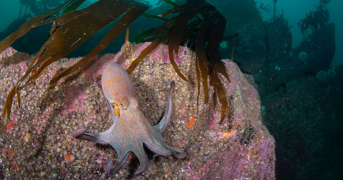 Divers and snorkelers recorded their observations as part of a survey.