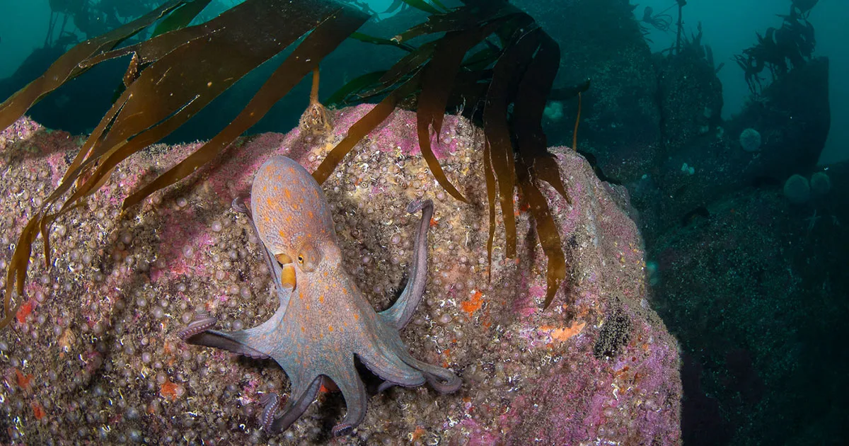 Divers and snorkelers recorded their observations as part of a survey.