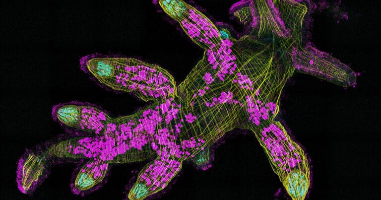 A fluorescence microscopy image of a juvenile sea slug (Berghia stephanieae). This species will be used in the project to study the role of immune receptors in the evolution of kleptocnidy in mollusks, which is the ability to steal stinging cells from prey and use them for defense. In the image, the cyan pouches highlight the cnidosacs where the slugs store the stinging organelles for their own defense. Yellow highlights muscle fibers and magenta highlights cilia and digestive tissue.