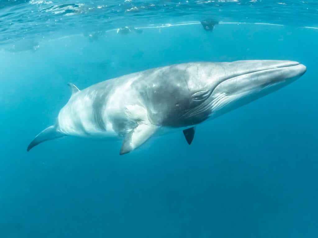 A minke whale.