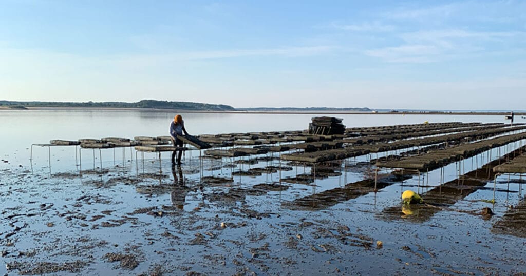 A person tends to oyster beds at an oyster farm in Wellfleet, Massachusetts.