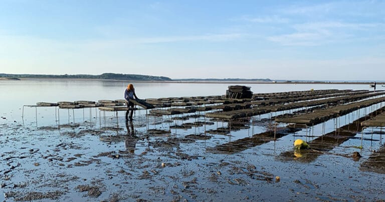 A person tends to oyster beds at an oyster farm in Wellfleet, Massachusetts.