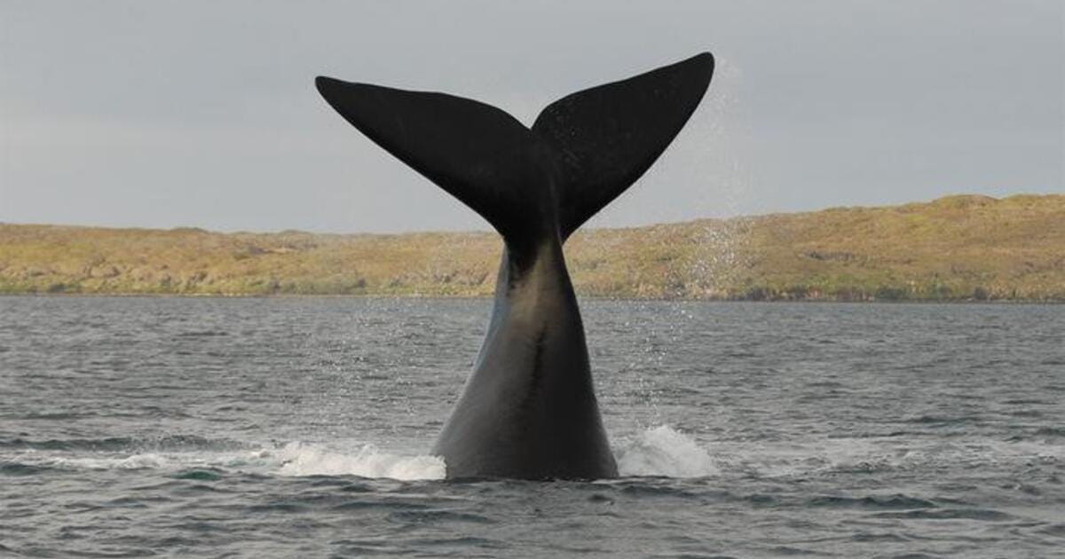 Southern right whale.