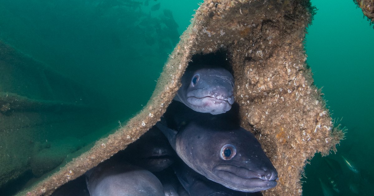 Conger eels. (Image credit: Kirsty Andrews)