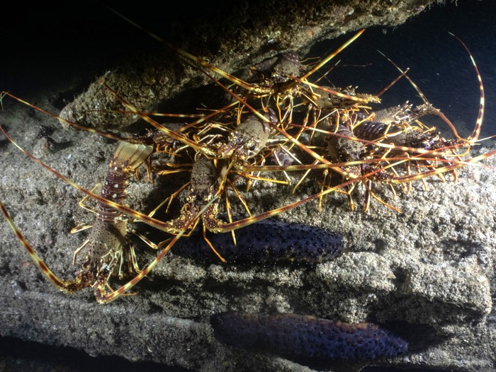 Spiny lobster. (Image credit: Fran Hockley)
