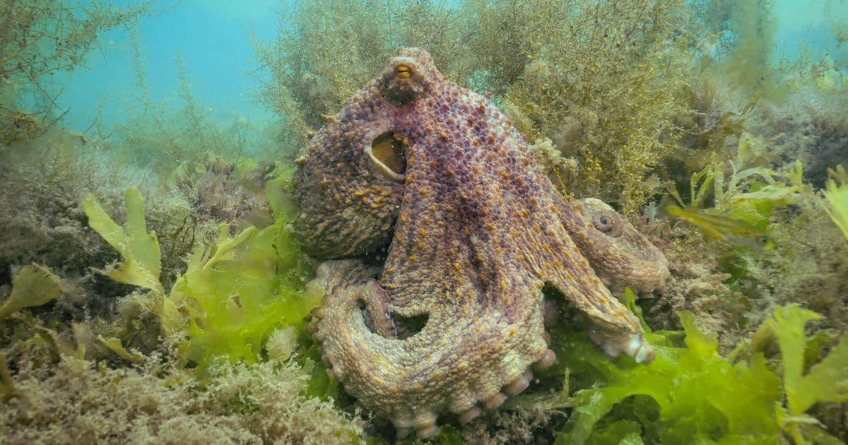 Common octopus. (Image credit: Keith Hiscock, MBE)