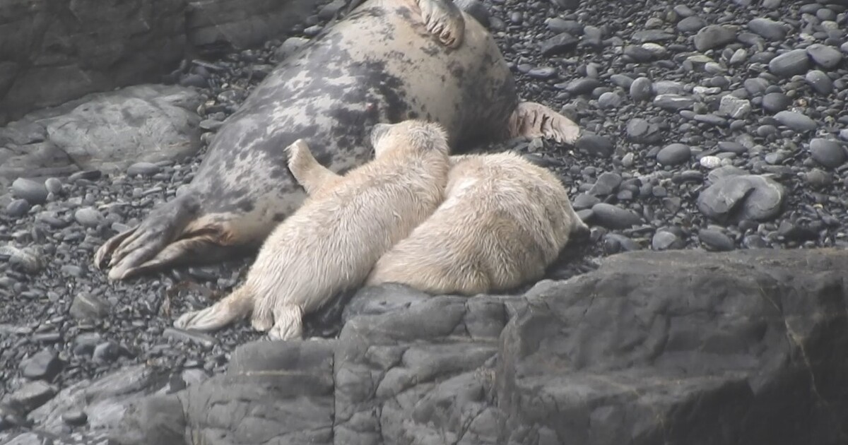 Twin seal. (Image credit: Elizabeth Hall)