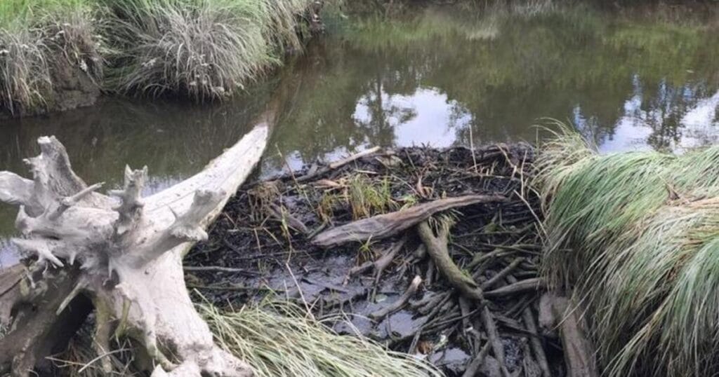 Beaver dam and pond in the Snohomish Estuary’s Quilceda marsh (48.05° N, 122.19° W). Note shrubs and spruce trees in background, tidal sedge ( _Carex lyngbyei_) in the foreground. A log has drifted in on a higher high tide and has come to rest on the side of the beaver dam. The pond is waist to chest deep with an accumulation of soft, unconsolidated sediments. During higher high tides water reaches the marsh surface. Photo by the author (Figure S1). (Image credit: W. Gregory Hood., 2026, PLOS One, CC-BY 4.0 (https://creative)