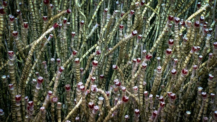 Fields of tubeworms (Lamellibranchia sp.) dominated Dive 04 of the Seascape Alaska 3 expedition. Given their abundance at the site — a newly discovered cold seep on the Aleutian Arc — a sample was collected to represent the site’s biological context. (Image credit: NOAA Ocean Exploration, Seascape Alaska)