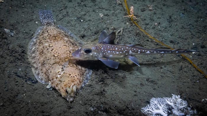 Chimaeras are always popular sightings. This spotted ratfish (Hydrolagus colliei) was seen and documented swimming over a Dover sole (Microstomus pacificus) and by some stylasterid corals in Cordova Bay during the Seascape Alaska 5 expedition (Dive 11). (Image credit: NOAA Ocean Exploration, Seascape Alaska)