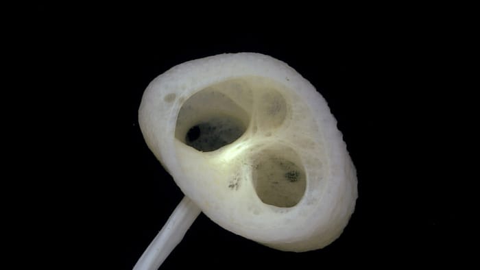 By sharing the data we collect during our exploration of the deep ocean, NOAA Ocean Exploration opens the door to discovery. This “E.T. sponge” (Advhena magnifica) — one of the World Register of Marine Species’ top-10 remarkable new marine species of 2020 — is just one of the discoveries made based on our data. It was first seen and sampled during expeditions in the Pacific on NOAA Ship Okeanos Explorer in 2016. This individual was observed and documented in 2025 on an unnamed seamount during the Papahānaumokuākea ROV and Mapping expedition (Dive 14). (Image credit: 2025 Beyond the Blue)