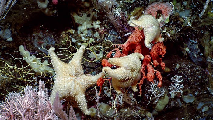 Throughout the Seascape Alaska 3 expedition, sea stars were observed and documented feeding on corals. The Hippasteria phrygiana seen here were dining on Primnoa sp. on a mound feature north of Uliaga Island (Dive 07). (Image credit: NOAA Ocean Exploration, Seascape Alaska)