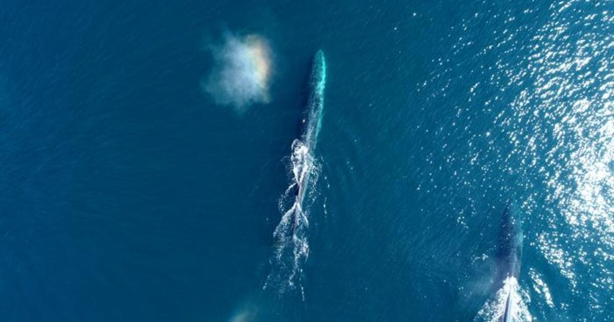 Two fin whales ( _Balaenoptera physalus_) with a rainbow where one has exhaled. Photo credit: Hannah Clayton under NMFS permit # 21678 (Image credit: Hannah Clayton under NMFS permit # 21678**)