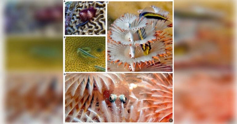 Small coral reef fishes and Christmas Tree worms interacting. (Image credit: Morgan F. Bennett-Smith)