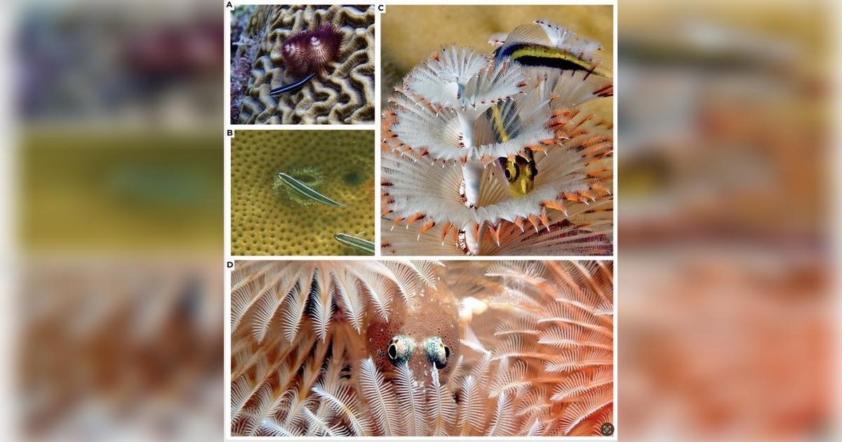 Small coral reef fishes and Christmas Tree worms interacting. (Image credit: Morgan F. Bennett-Smith)