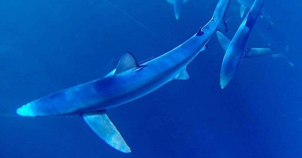 Blue sharks will be studied as part of the conservation project. (Image credit: Andrew Alsop, Whitewater Chart)