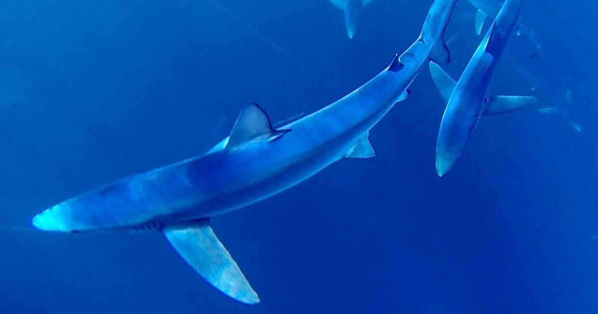 Blue sharks will be studied as part of the conservation project. (Image credit: Andrew Alsop, Whitewater Chart)