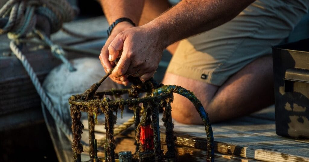 An Imaging FlowCytobot (IFCB) is pulled up from a shellfish bed at Ward Aquafarms in Falmouth, Massachusetts. The instrument takes up to 12 photos of plankton cells per second, and uses specialized algorithms to identify harmful algal species that produce toxins.
