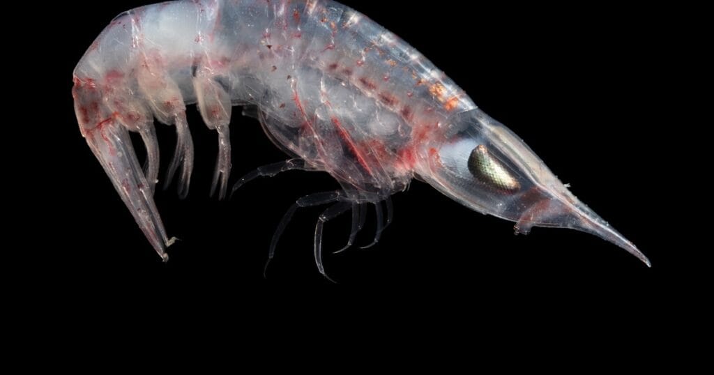 Hyperiid amphipods