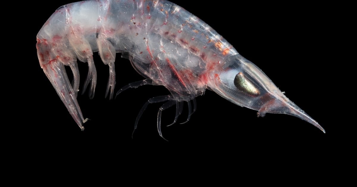 Hyperiid amphipods