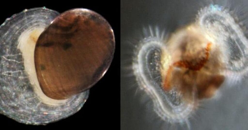 (Left) A vent-dwelling limpet retaining its brown larval shell. (Right) A swimming larva with two earlike structures called velum.