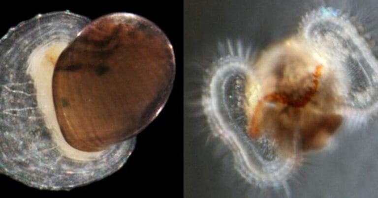 (Left) A vent-dwelling limpet retaining its brown larval shell. (Right) A swimming larva with two earlike structures called velum.