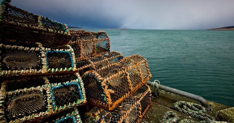 The fishery targets brown and velvet crab, as well as European lobster, with many of the boats belonging to the Orkney Fisheries Association.
