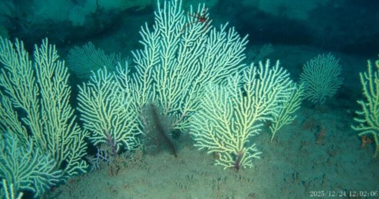 An image of the rediscovered coral reef by Gérard Zinzindohoué.
