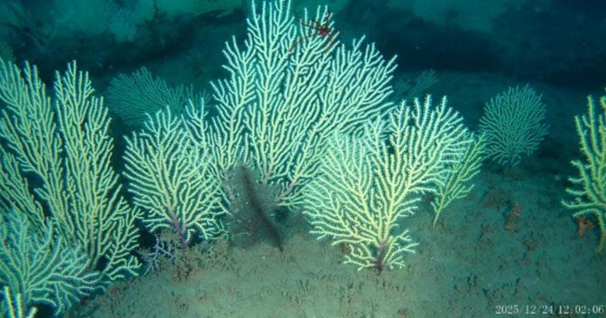 An image of the rediscovered coral reef by Gérard Zinzindohoué.