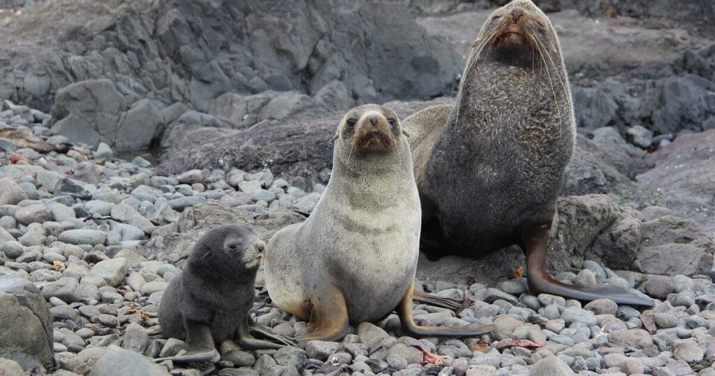 Antartic Fur Seals