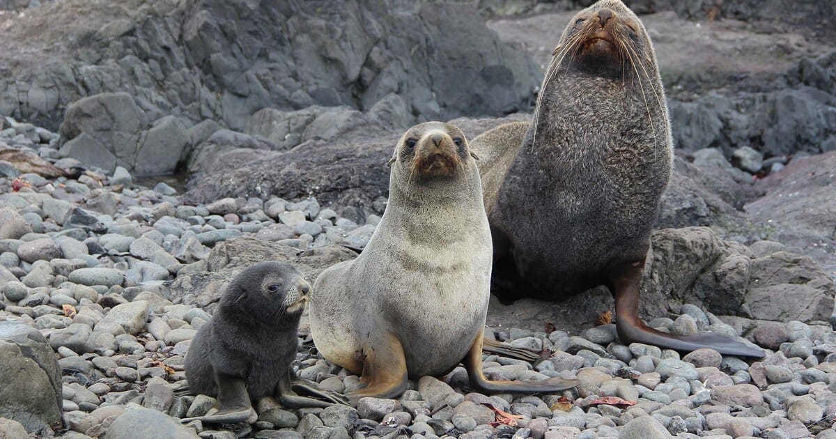 Antartic Fur Seals