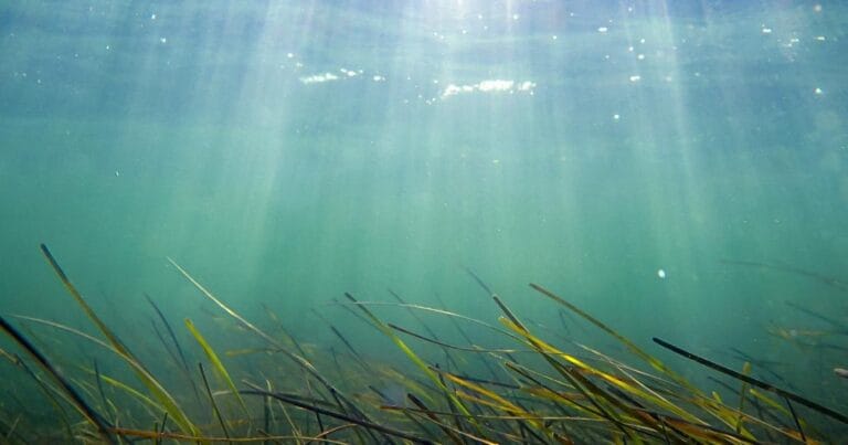 Periods of sustained warming can last for weeks to months at a time, with a distinct marine heatwave embedded between them and significant implications for estuarine ecosystems and habitats like seagrass beds.
