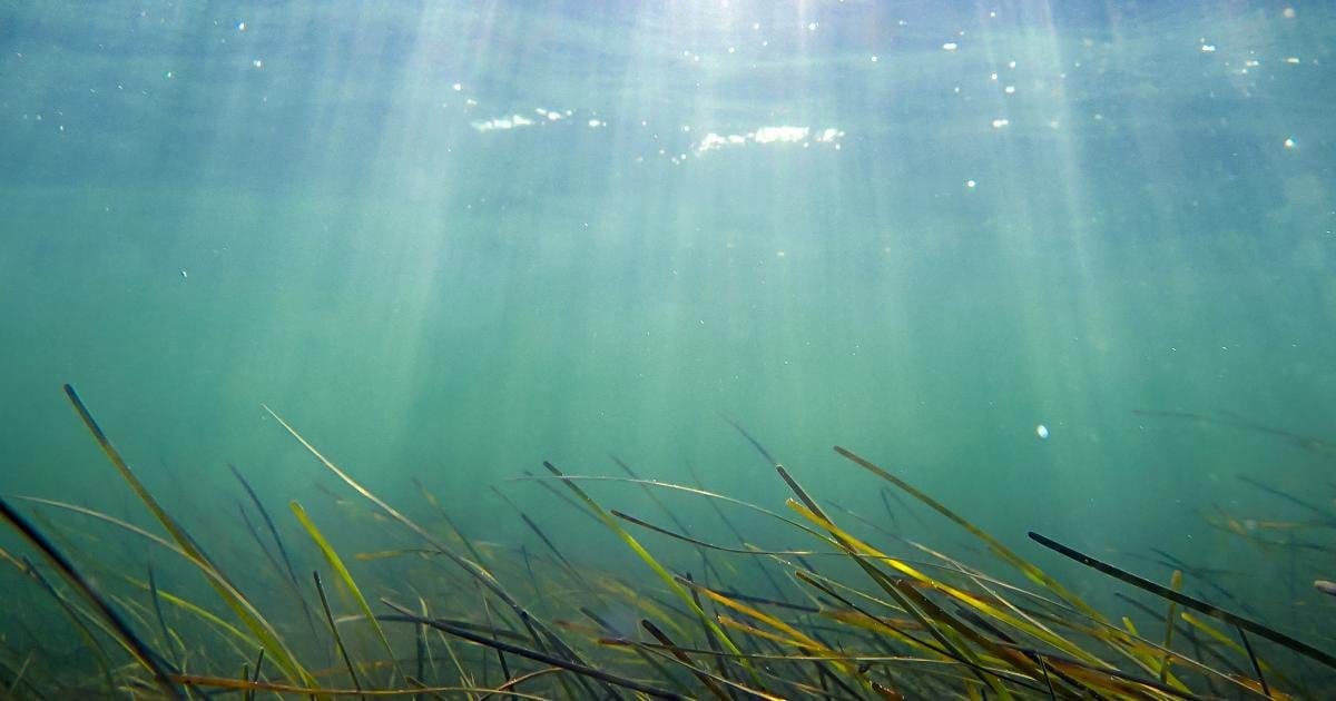 Periods of sustained warming can last for weeks to months at a time, with a distinct marine heatwave embedded between them and significant implications for estuarine ecosystems and habitats like seagrass beds.