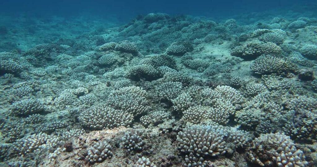 Bleached Acropora corals at eastern French Frigate Shoals.
