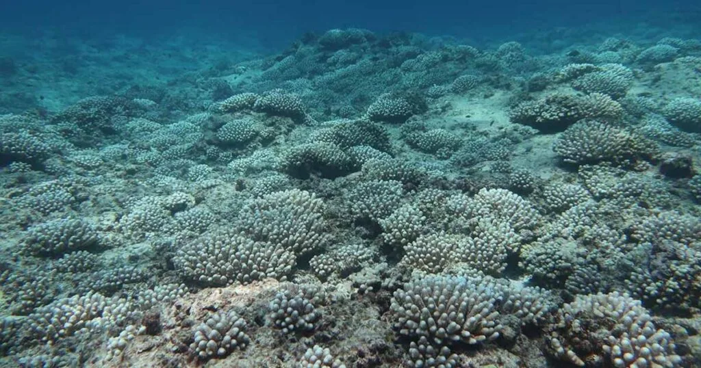 Bleached Acropora corals at eastern French Frigate Shoals.