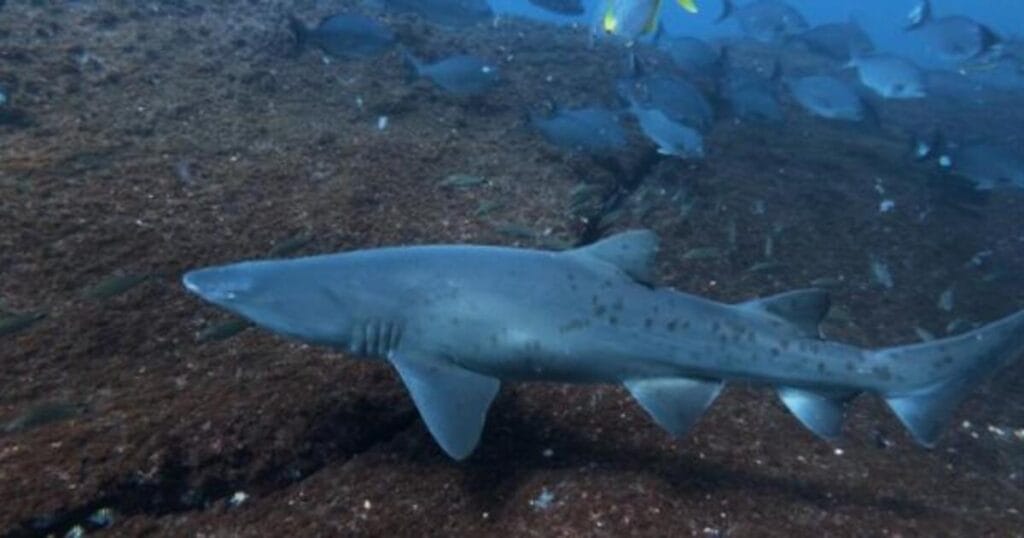 Sand tiger shark in the Alcatrazes Archipelago.