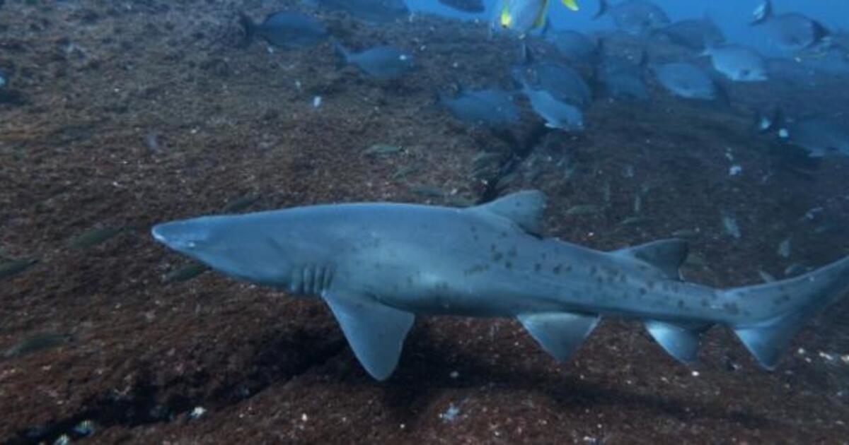 Sand tiger shark in the Alcatrazes Archipelago.