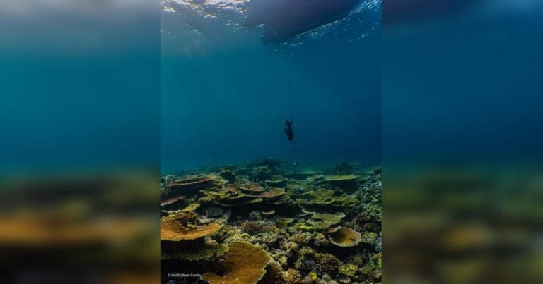 Seawater sampling on the Great Barrier Reef.