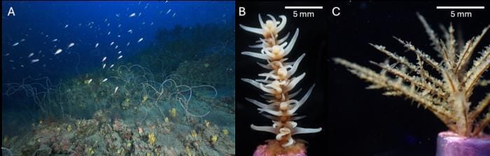 Black corals at 70 metres depth off the island of Lanzarote,Spain (A), come in a variety of shapes: Here the whip-like Stichopathes sp. (B) and the branched Antipathella wollastoni (C).